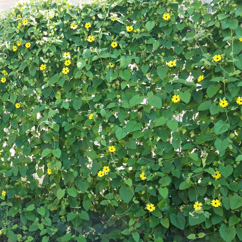 Thunbergia alata (Plant habit)