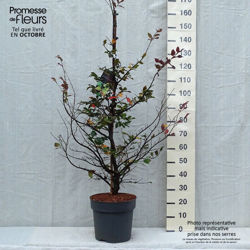 Sycoparrotia semidecidua Purple Haze 7.5L/10L pot sample as delivered in autumn