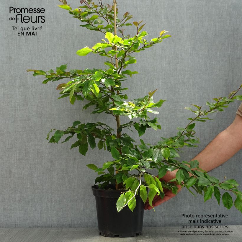 Sycoparrotia semidecidua Purple Haze 4L/5L pot sample as delivered in spring