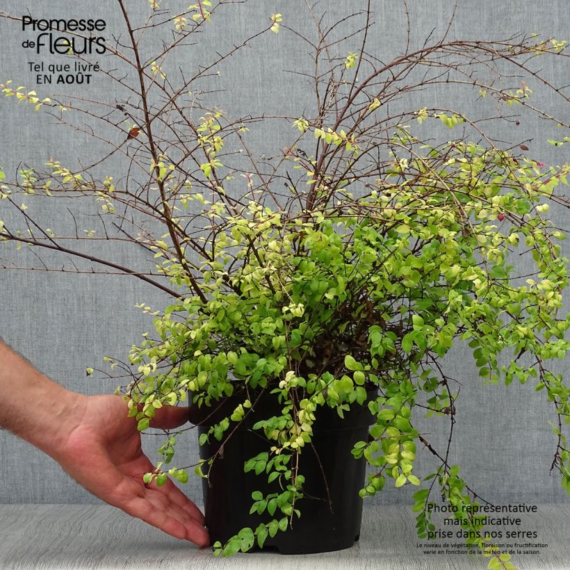 Symphoricarpos chenaultii Brain de Soleil 3L/4L pot sample as delivered in summer