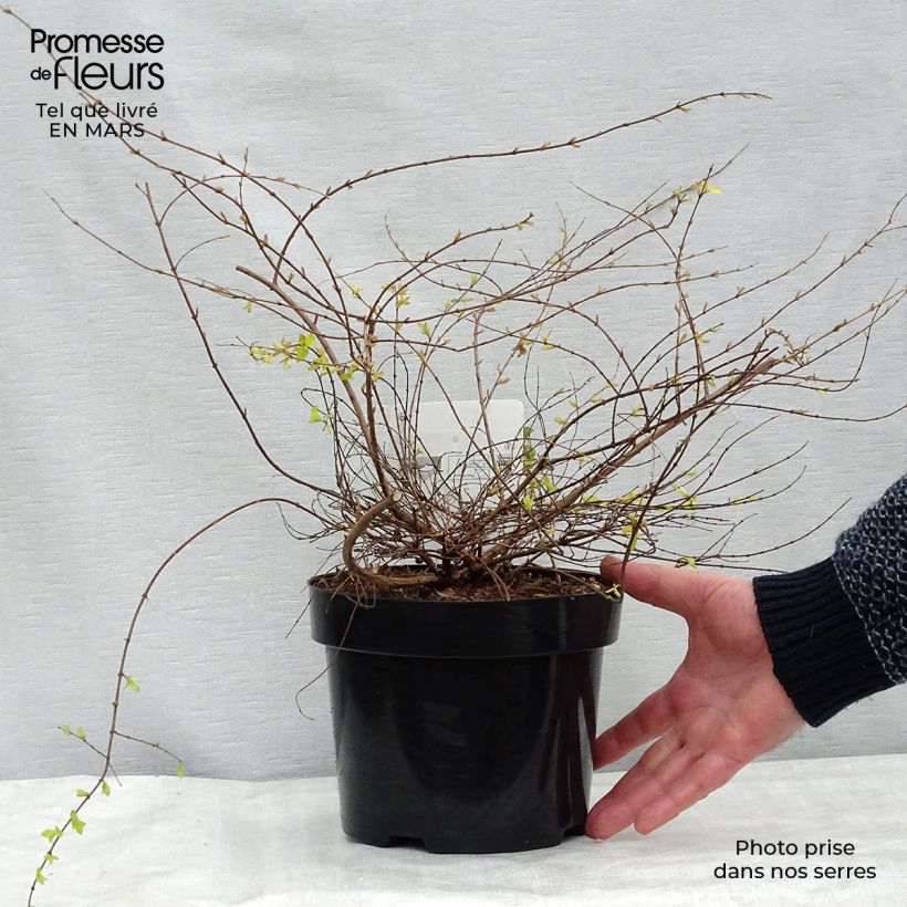 Symphoricarpos chenaultii Brain de Soleil 3L/4L pot sample as delivered in winter