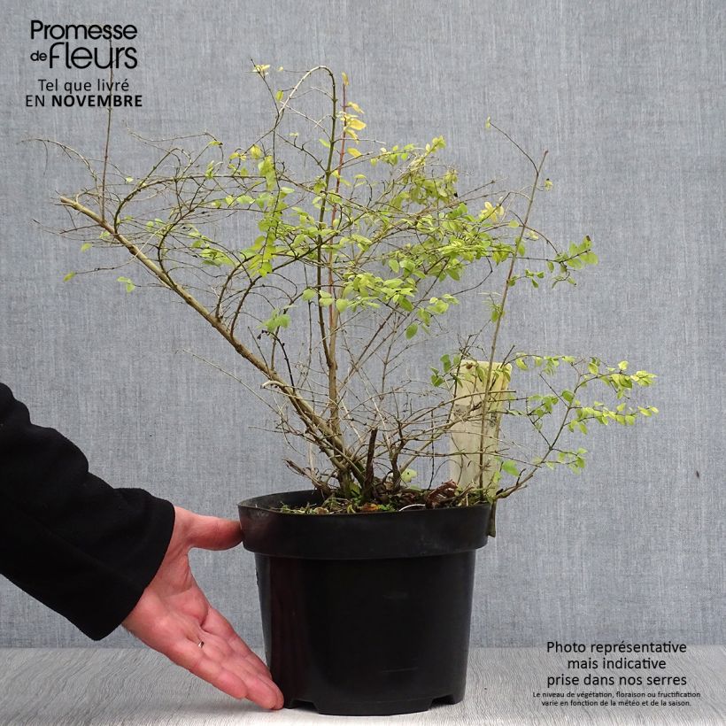 Symphoricarpos chenaultii Brain de Soleil 3L/4L pot sample as delivered in autumn