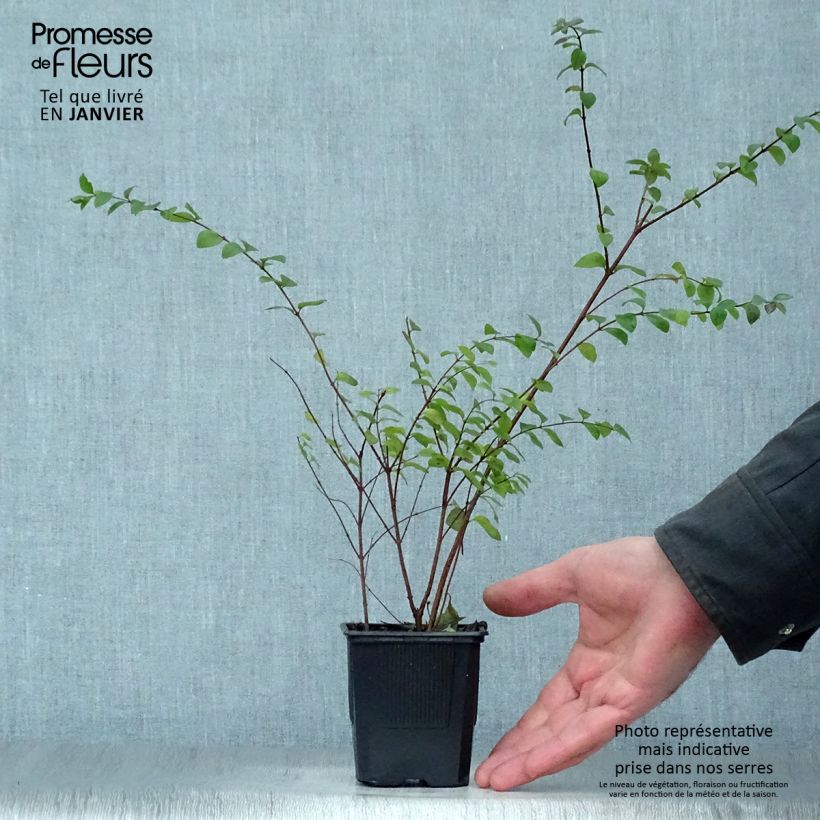 Symphorycarpos chenaultii Hancock 8/9 cm pot sample as delivered in winter