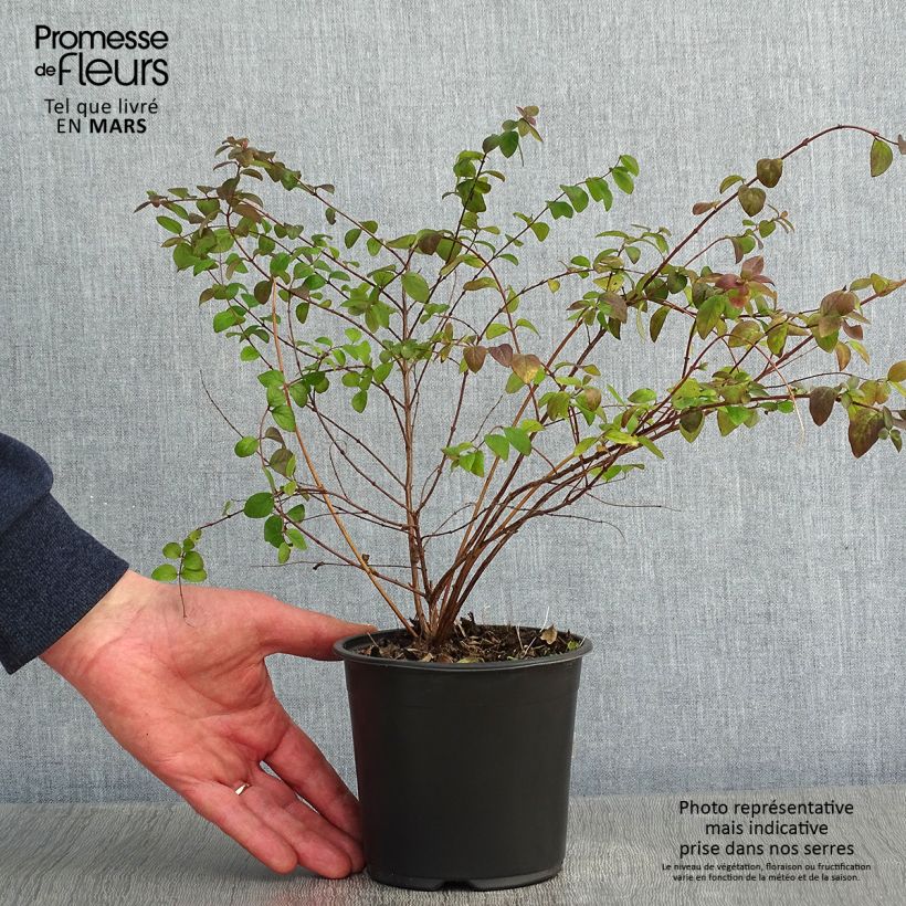 Symphorycarpos chenaultii Hancock 1L/1.5L pot sample as delivered in winter