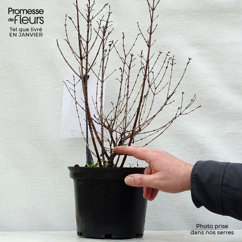 Symphoricarpos doorenboosii Magical Candy 2L/3L pot sample as delivered in winter