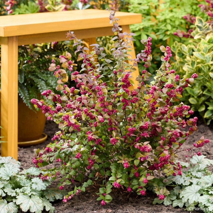 Symphoricarpos Little Berry (Plant habit)