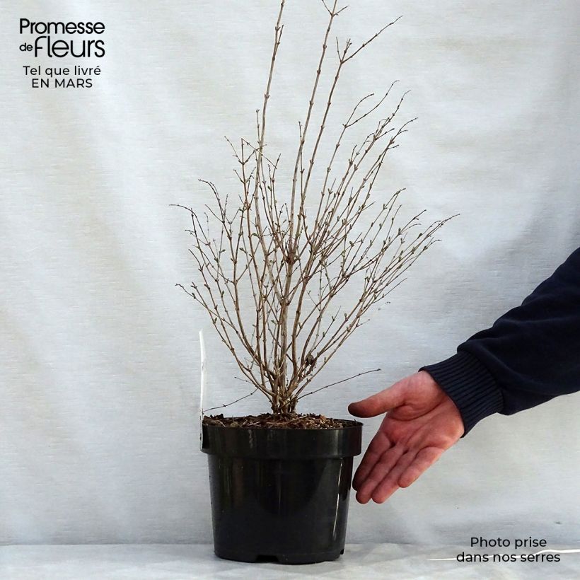 Symphoricarpos doorenbosii Magical Galaxy 3L/4L pot sample as delivered in spring