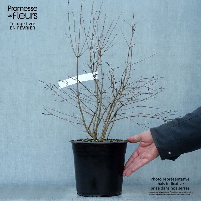 Symphoricarpos doorenbosii Magical Galaxy 3L/4L pot sample as delivered in winter