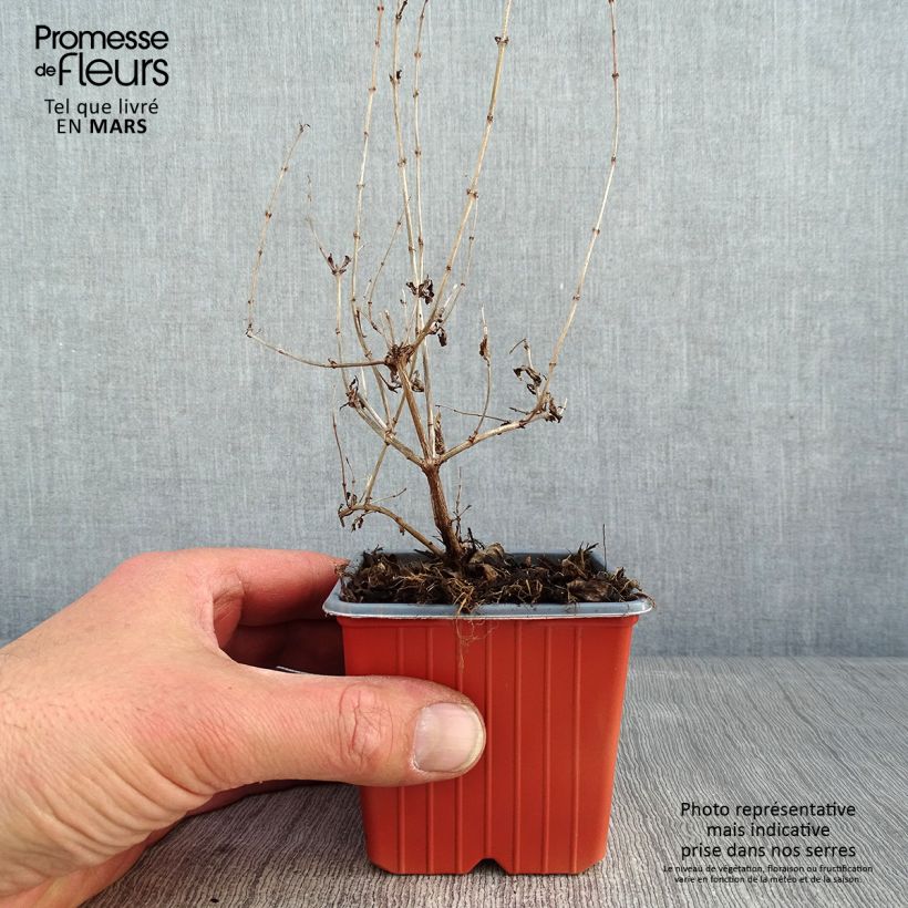 Symphorycarpos doorenboosii Mother Of Pearl 8/9 cm pot sample as delivered in winter