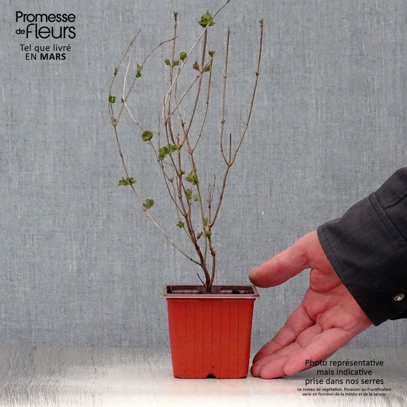 Symphorycarpos doorenboosii Mother Of Pearl 8/9 cm pot sample as delivered in spring