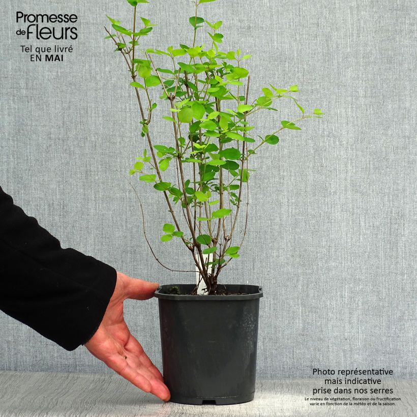 Symphorycarpos doorenboosii Mother Of Pearl 2L/3L pot sample as delivered in spring