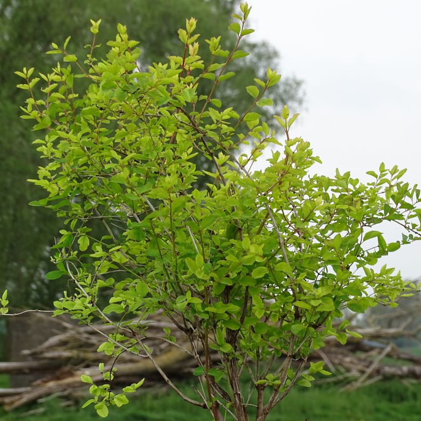 Symphoricarpos doorenbosii Amethyst (Plant habit)