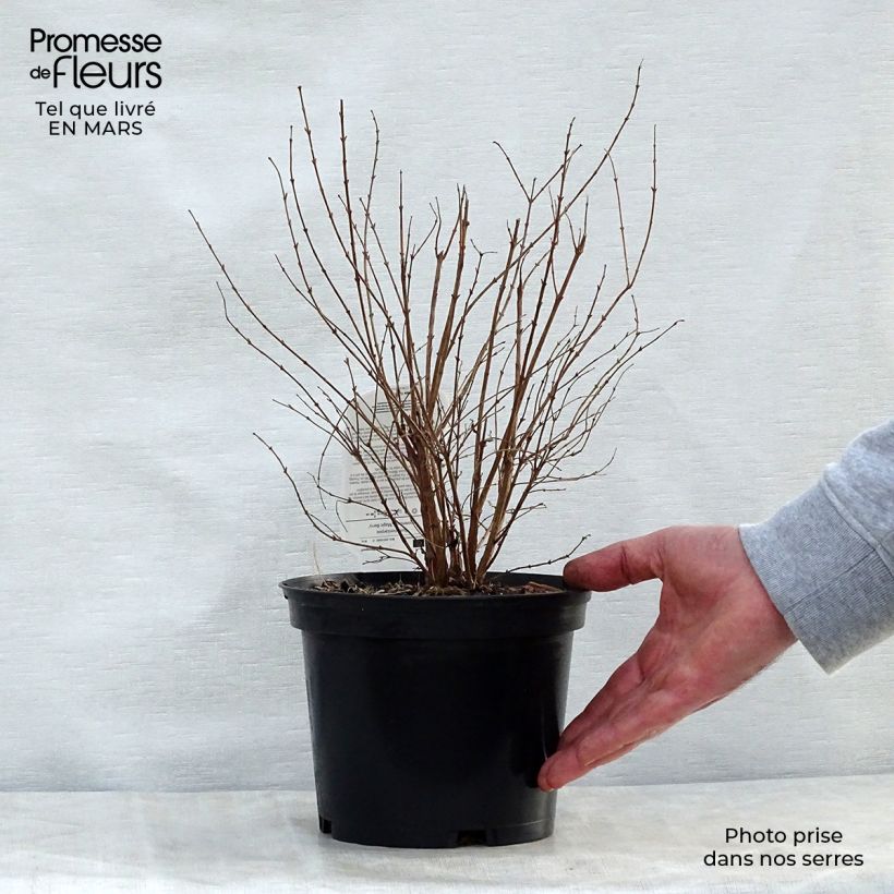 Symphorycarpos doorenbosii Magic Berry 2L/3L pot sample as delivered in spring