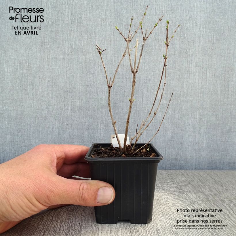 Symphoricarpos doorenboosii White Hedge 8/9 cm pot sample as delivered in spring