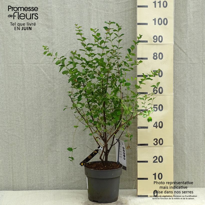 Symphoricarpos orbiculatus Symphony Rave 4L/5L pot sample as delivered in spring