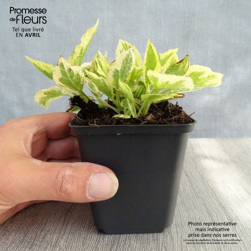 Symphytum Goldsmith - Comfrey 8/9 cm pot sample as delivered in spring