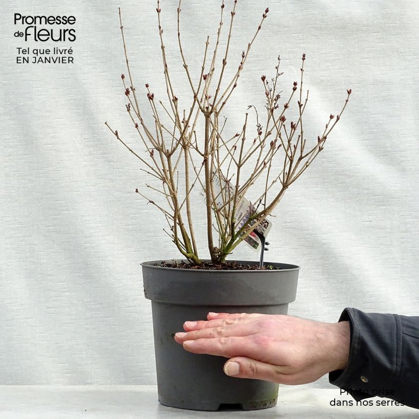 Syringa Pink Perfume - Lilac 2L/3L pot sample as delivered in winter