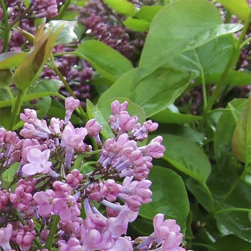 Syringa x hyacinthiflora Maidens Blush - Lilac (Foliage)
