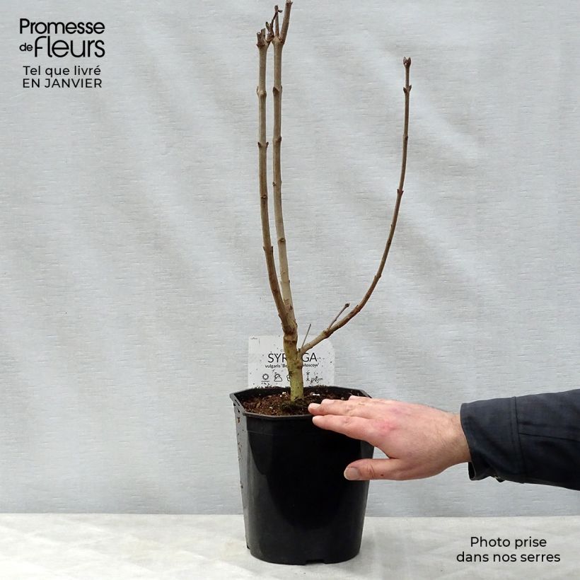 Syringa vulgaris Belle de Moscou - Common Lilac 4L/5L pot sample as delivered in winter