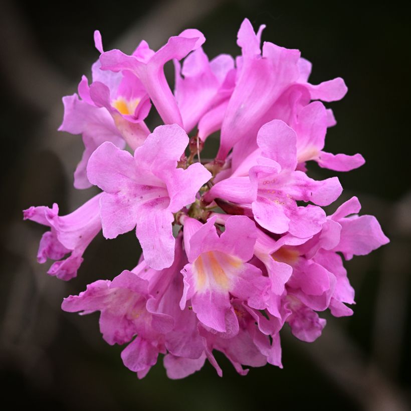 Tabebuia impetiginosa - Pink trumpet tree (Flowering)
