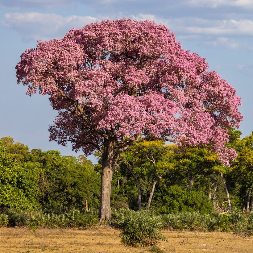 Tabebuia impetiginosa - Pink trumpet tree (Plant habit)