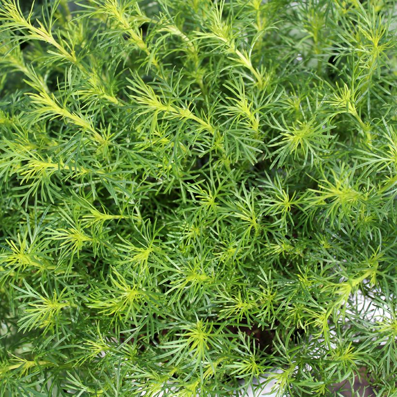 Tagetes filifolia - Irish Lace - Licorice Marigold - Licorice Carnation (Foliage)
