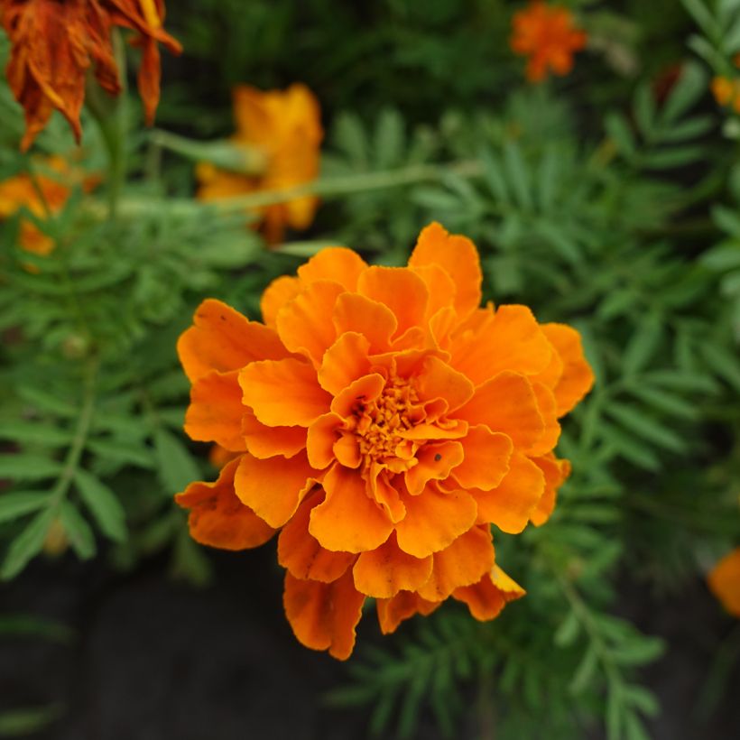 French Marigold Durango Tangerine Seeds - Tagetes patula (Flowering)