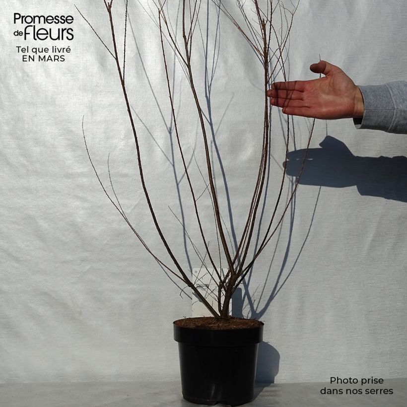 Tamarix ramosissima Hulsdonk White 3L/4L pot sample as delivered in spring