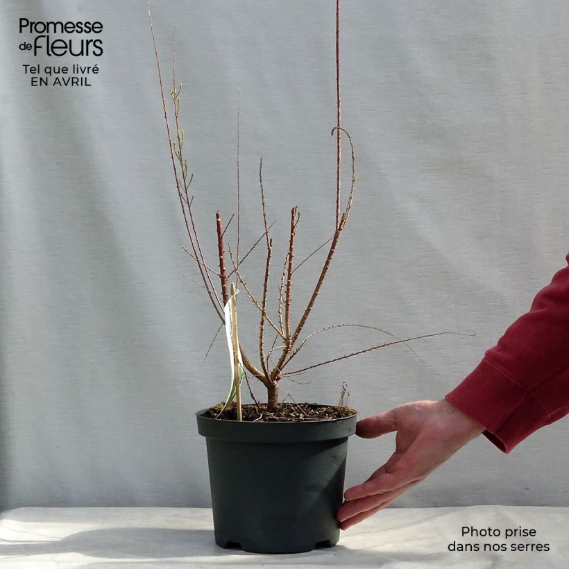 Tamarix ramosissima Pink Cascade 2L/3L pot sample as delivered in spring