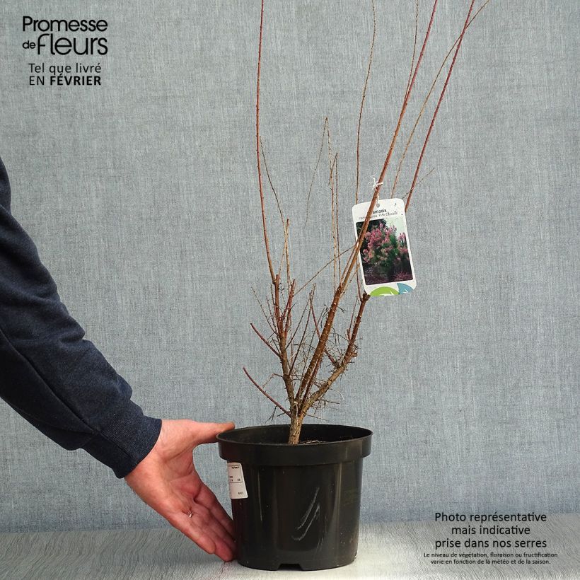 Tamarix ramosissima Pink Cascade 2L/3L pot sample as delivered in winter