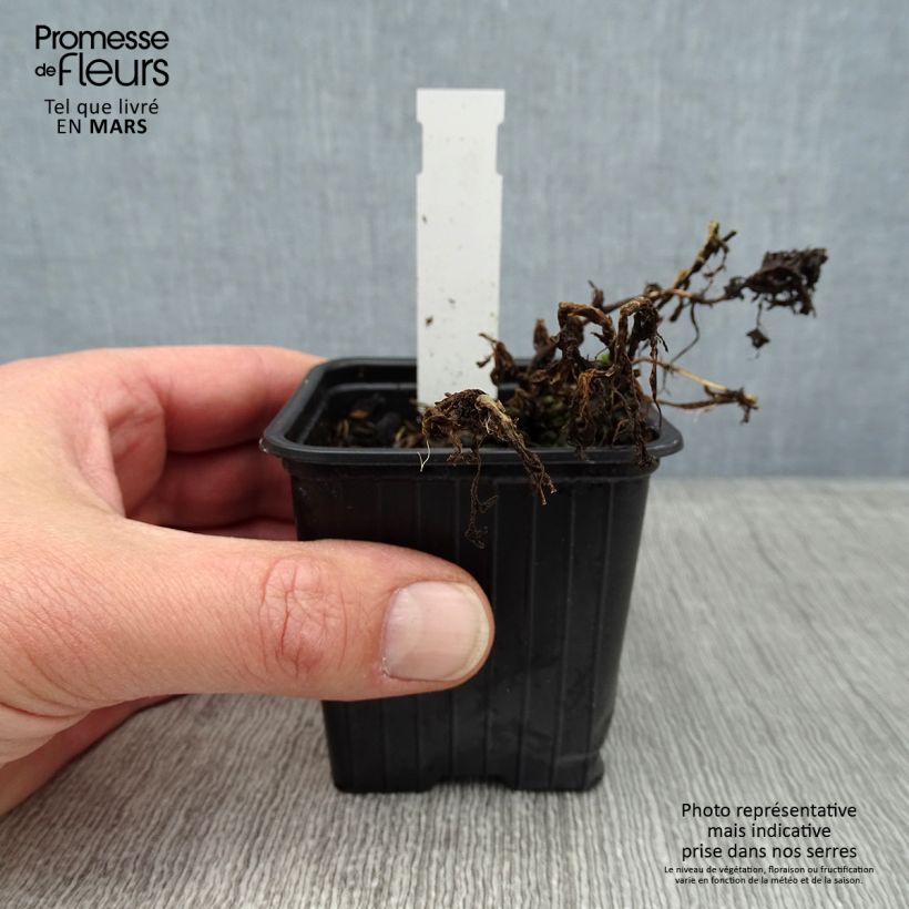 Tanacetum haradjanii Little Frosty 8/9 cm pot sample as delivered in winter