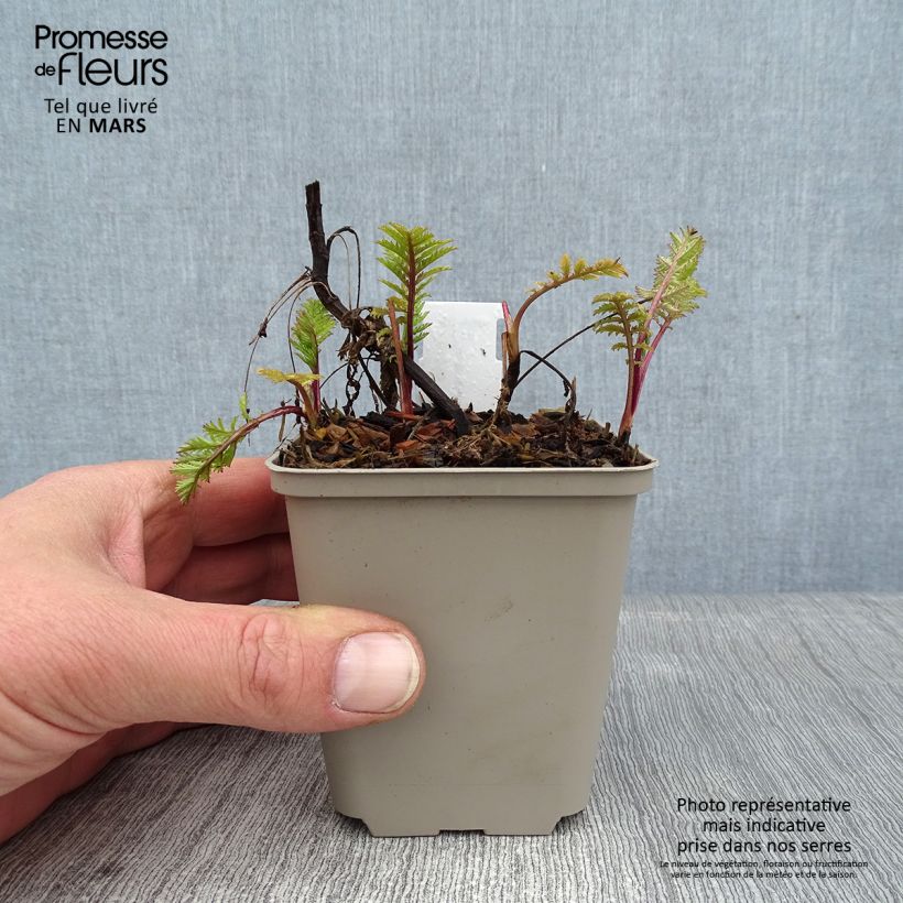 Tanacetum vulgare Isla Gold 8/9 cm pot sample as delivered in winter