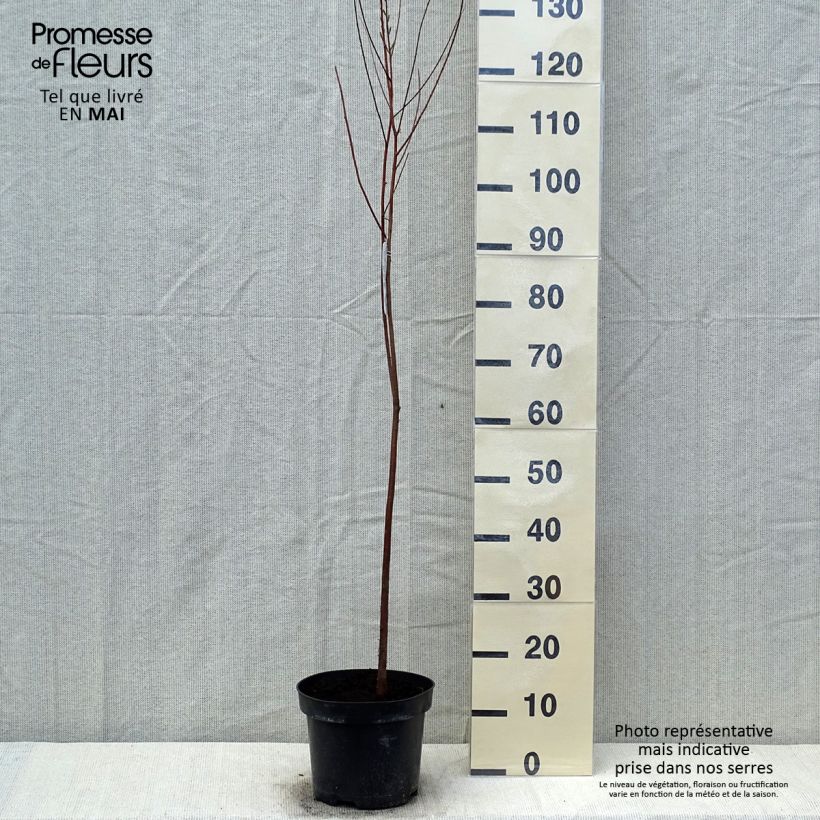 Taxodium distichum - Swamp cypress 3L/4L pot sample as delivered in spring