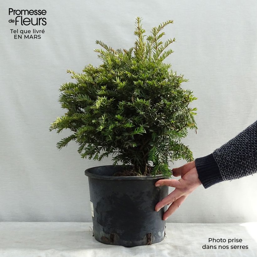 Taxus baccata - Yew 4L/5L pot sample as delivered in winter