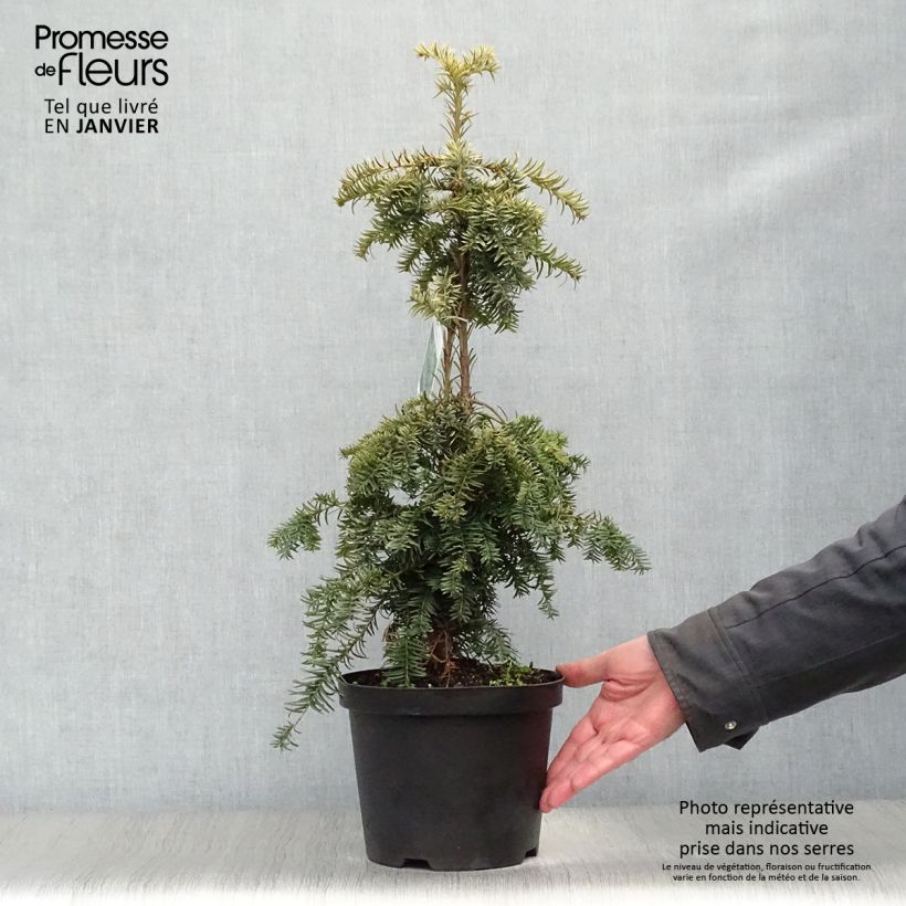 Taxus baccata Dovastonii Aurea - Yew 2L/3L pot sample as delivered in winter