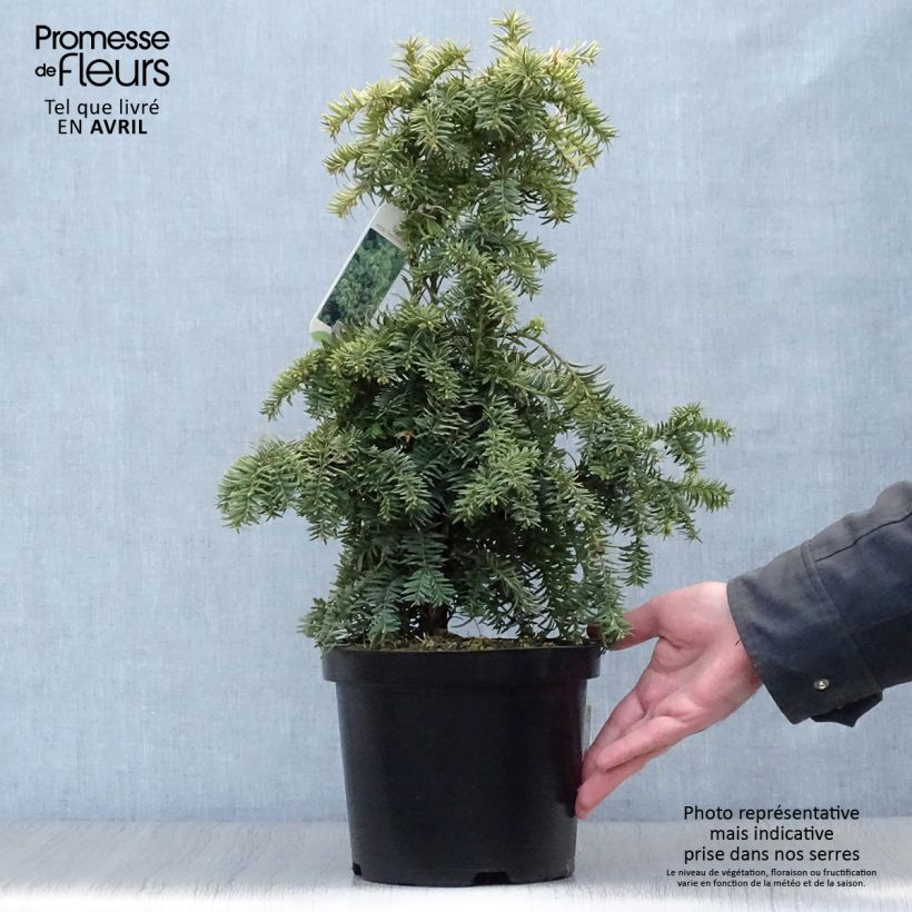 Taxus baccata Dovastonii Aurea - Yew 2L/3L pot sample as delivered in spring