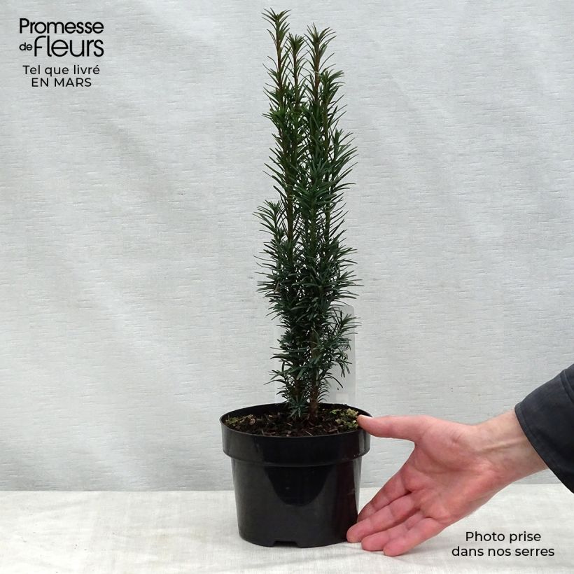 Taxus baccata Fastigiata Robusta - Yew 2L/3L pot sample as delivered in spring