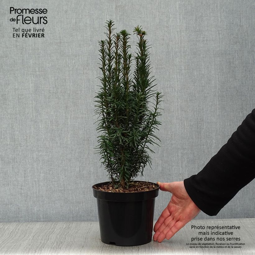 Taxus baccata Fastigiata Robusta - Yew 2L/3L pot sample as delivered in winter