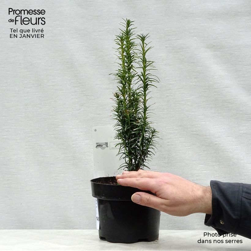 Taxus baccata Ivory Tower - Yew 2L/3L pot sample as delivered in winter