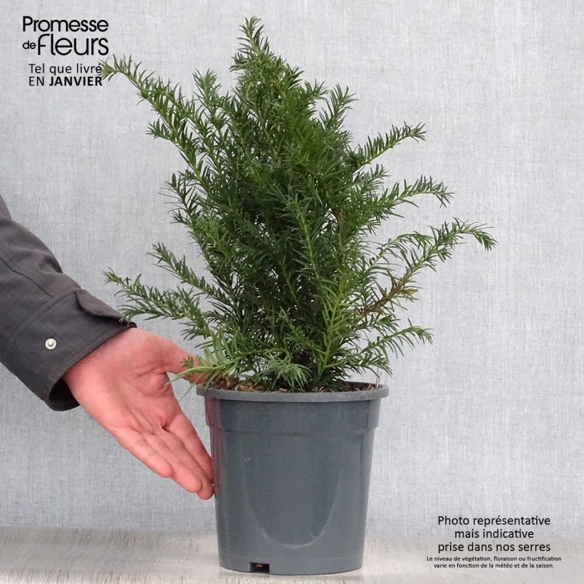 Taxus baccata Repandens - Yew 2L/3L pot sample as delivered in winter