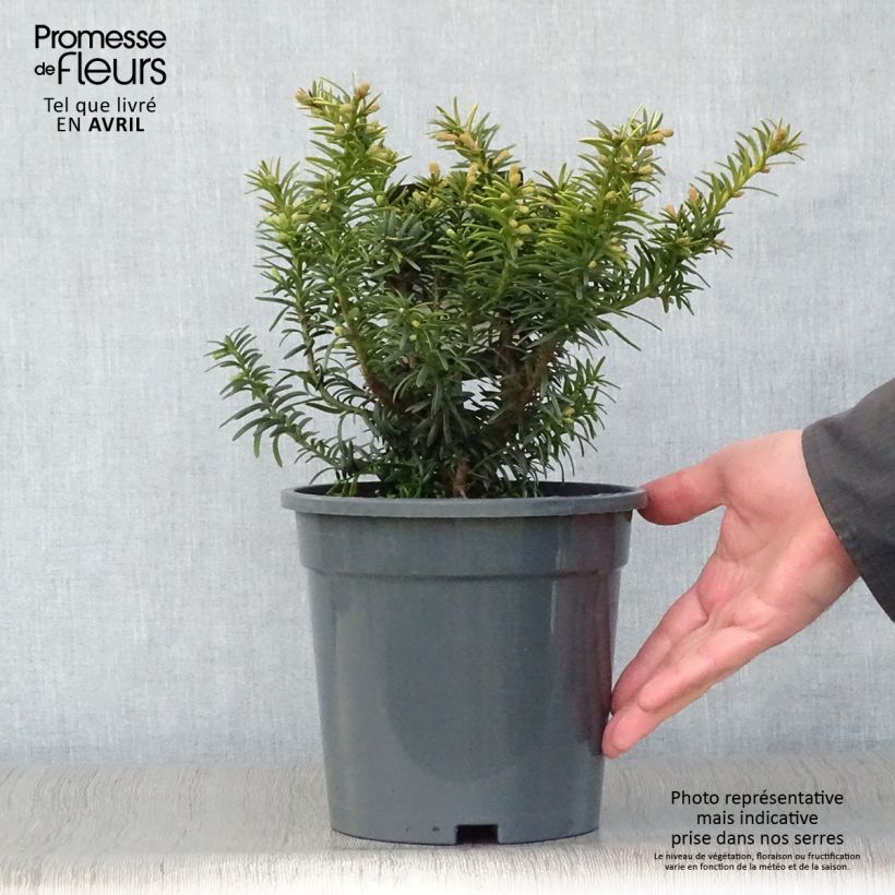 Taxus baccata Summergold 2L/3L pot sample as delivered in spring