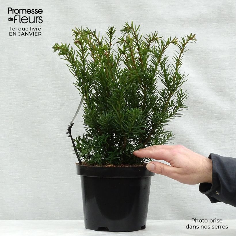 Taxus media Densiformis - Yew 2L/3L pot sample as delivered in winter
