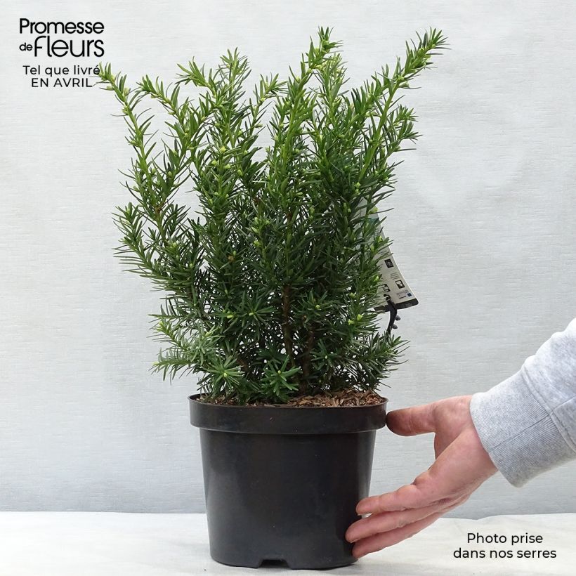 Taxus media Densiformis - Yew 2L/3L pot sample as delivered in spring