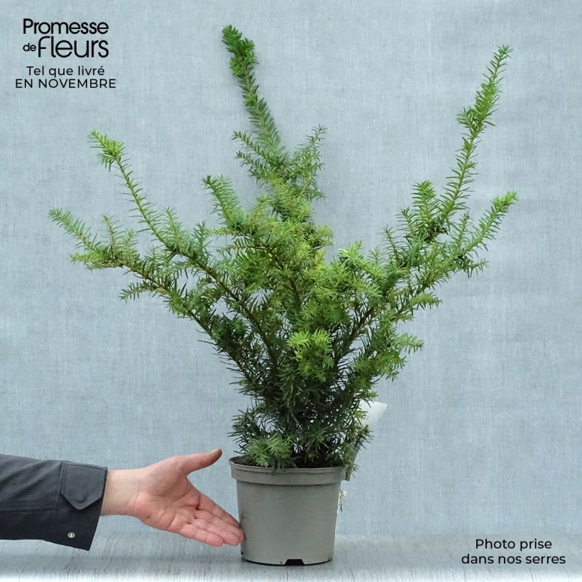 Taxus media Densiformis - Yew 2L/3L pot sample as delivered in autumn