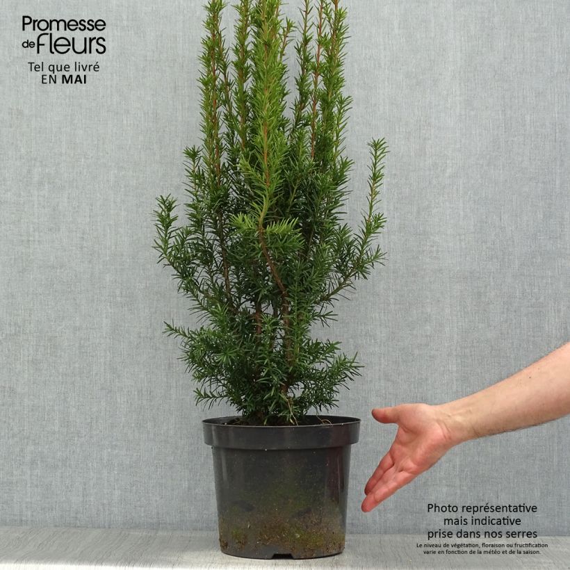 Taxus media Hicksii - Yew 7.5L/10L pot sample as delivered in spring