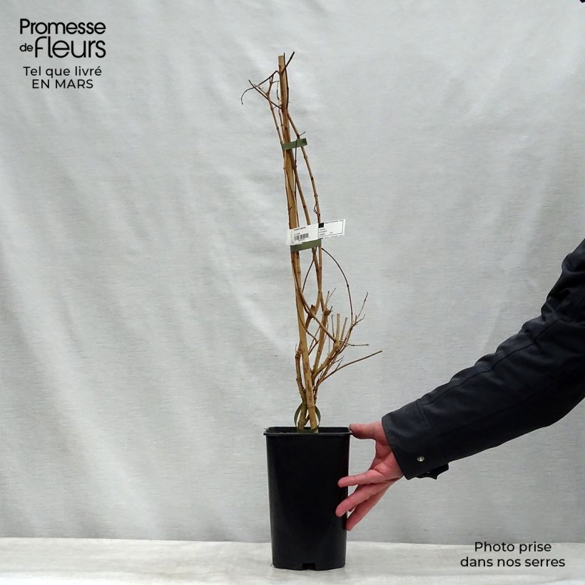 Tecoma capensis 2L/3L pot sample as delivered in winter