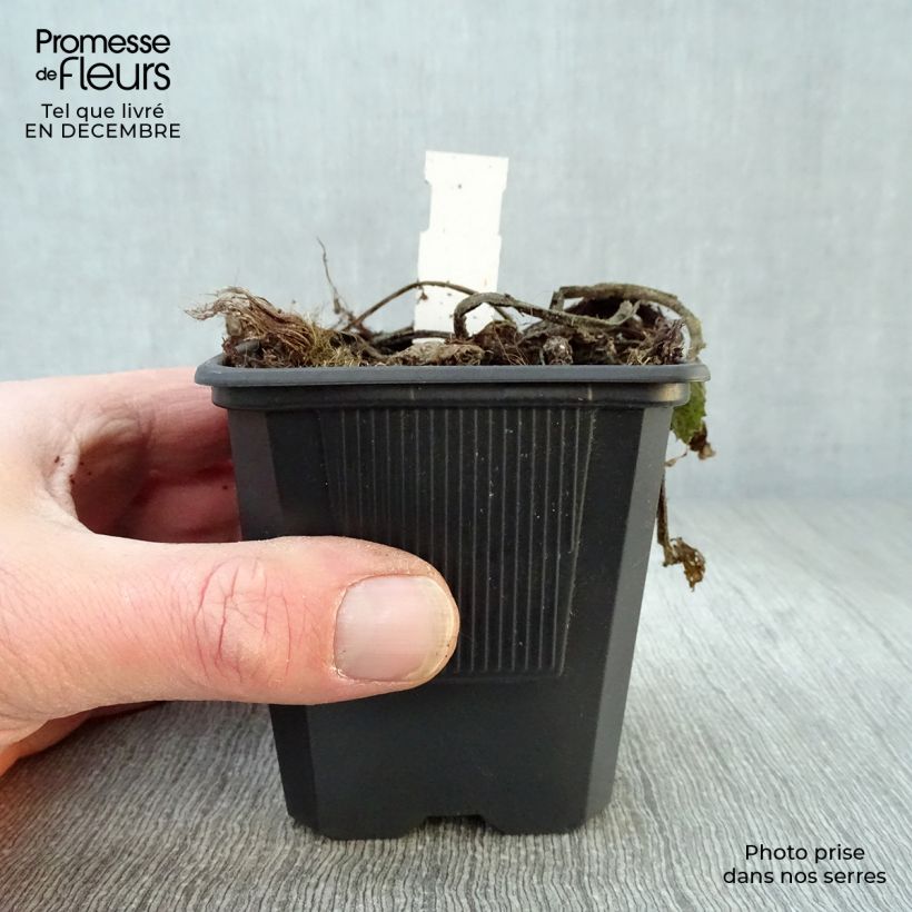 Telekia speciosa 8/9 cm pot sample as delivered in winter