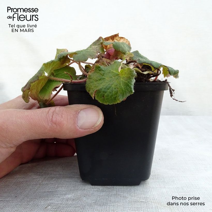 Tellima grandiflora 8/9 cm pot sample as delivered in winter