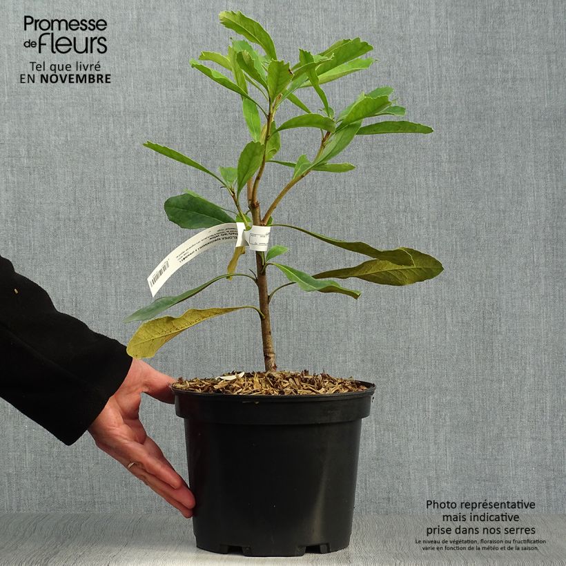 Telopea Shady Lady Yellow 4L/5L pot sample as delivered in autumn