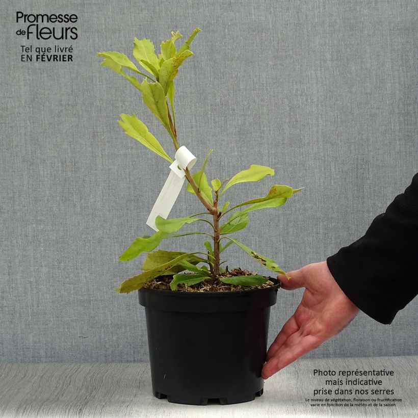 Telopea Shady Lady Yellow 4L/5L pot sample as delivered in winter